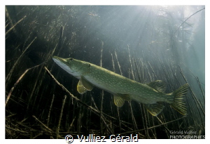 Adult pike in a little Swiss lake. Nikon d7100, tokina 10... by Vulliez Gérald 